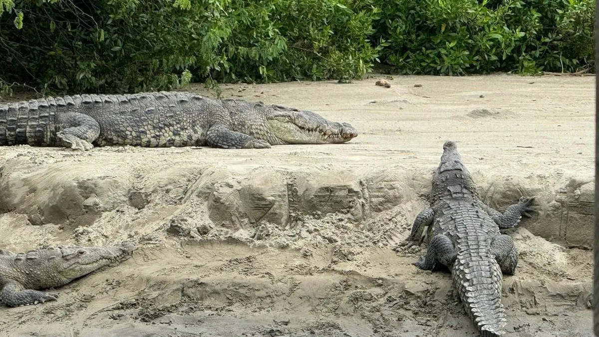 Alertan por presencia de cocodrilos en Playa Linda, Ixtapa, tras daños por John