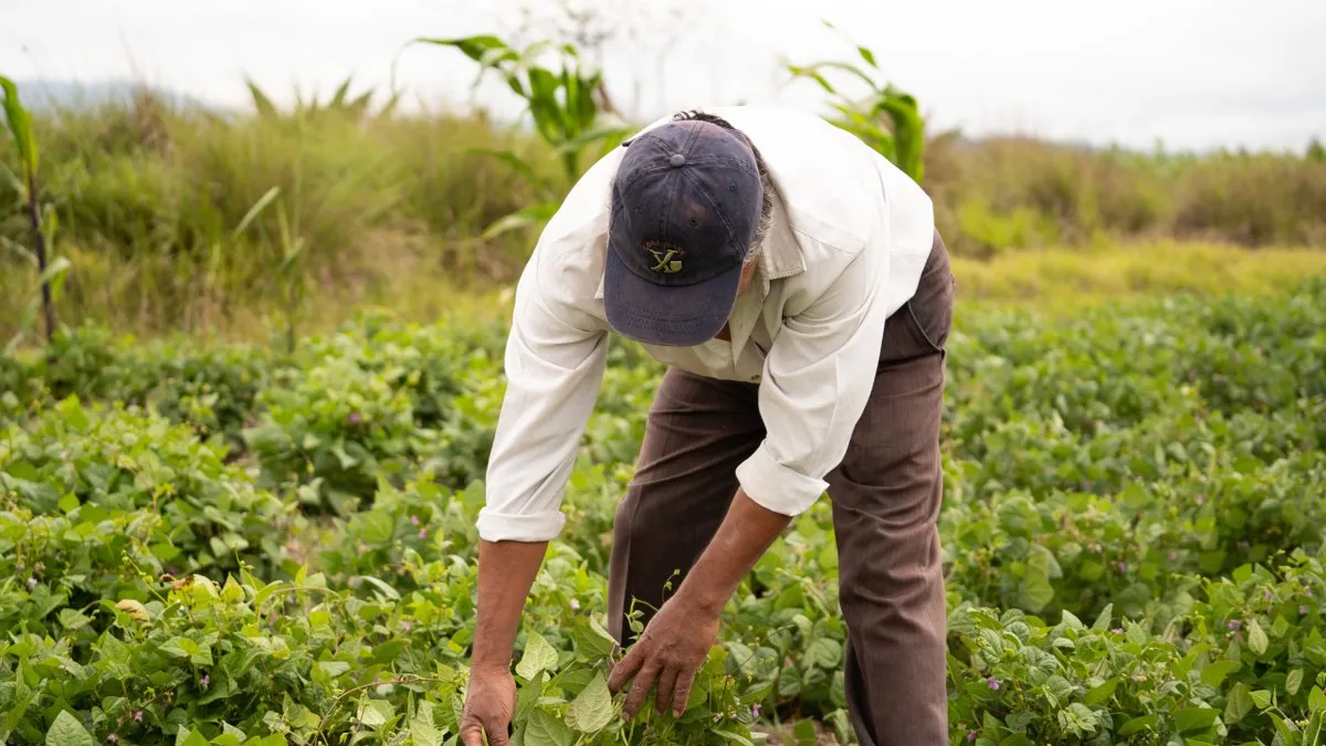 En Guerrero, proponen elevar a rango constitucional el programa de fertilizante gratuito