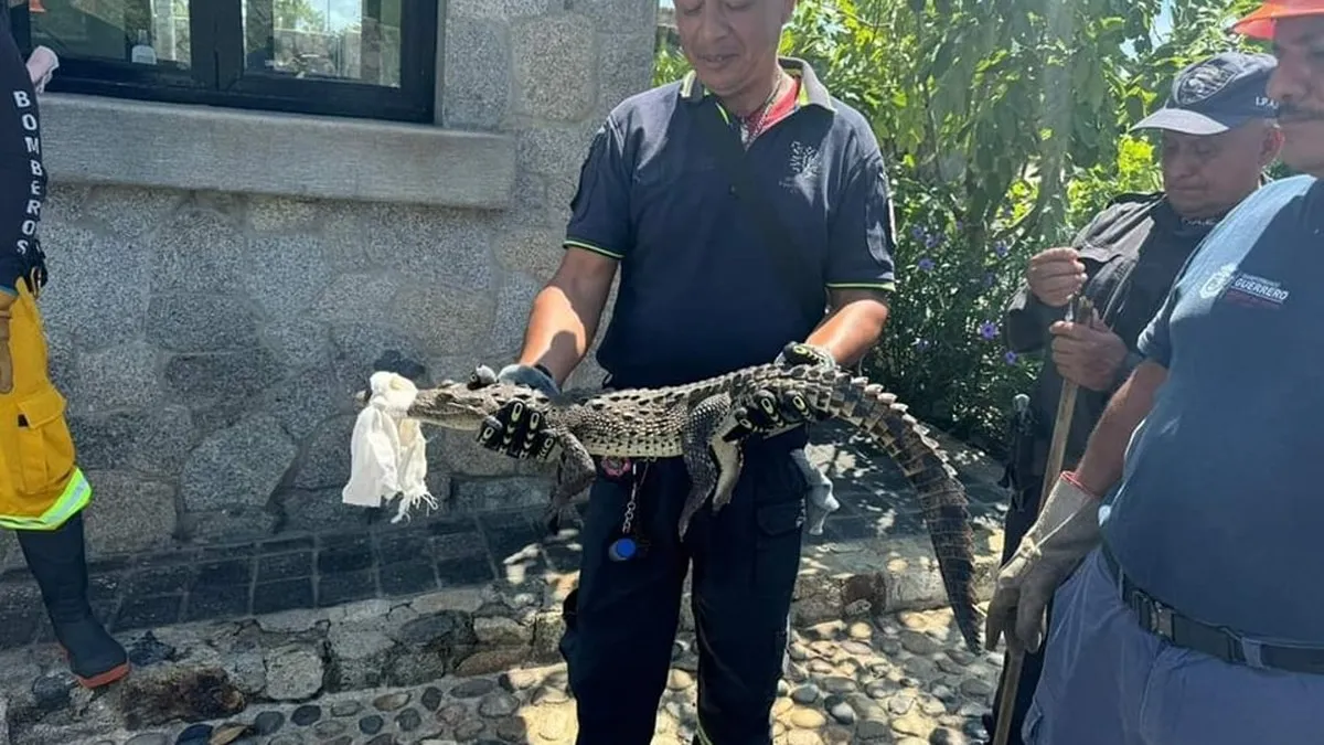 Capturan cuatro cocodrilos en Acapulco en áreas afectadas por John