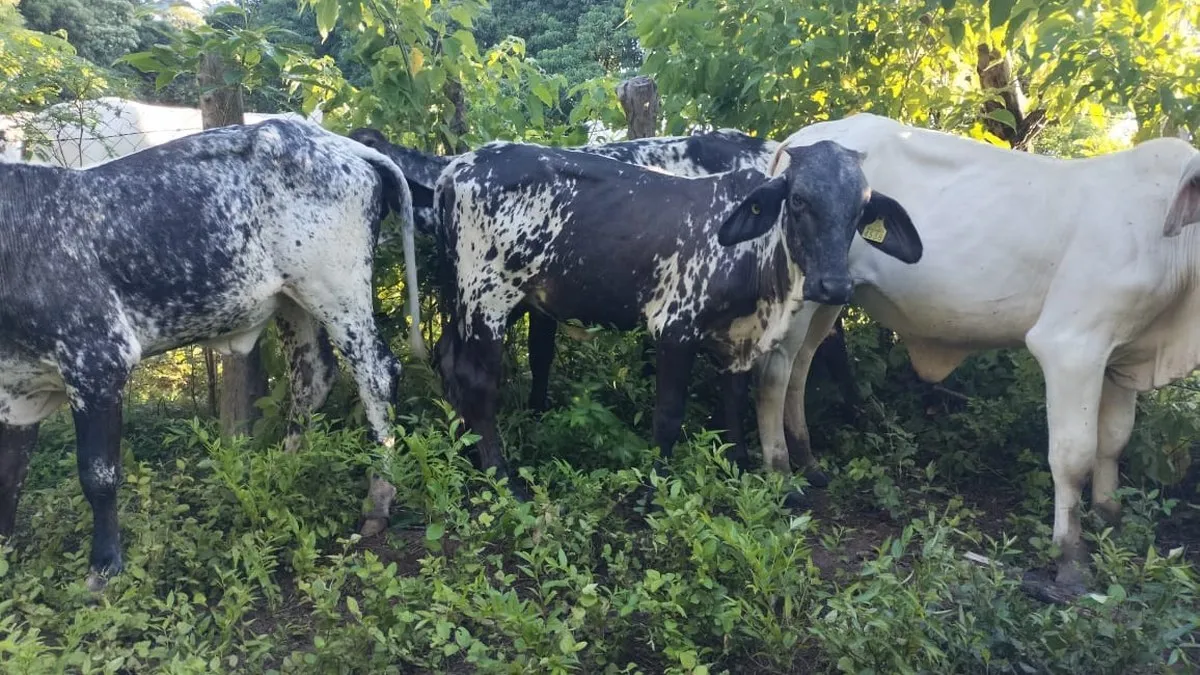 Huracán John deja 245 cabezas de ganado muertas en San Jerónimo, Guerrero