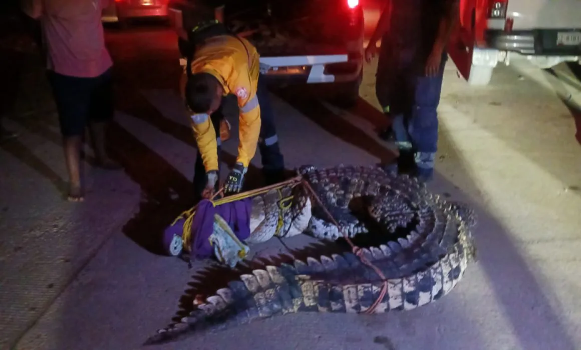 Pobladores de Puerto Marqués capturan a otro cocodrilo de más de tres metros de largo