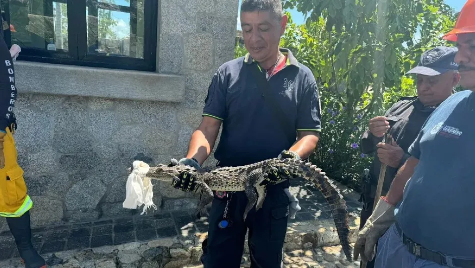 Acapulco despliega operativo de captura masiva de cocodrilos