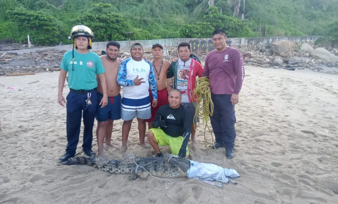 Pescadores capturan a otro cocodrilo en Pie de la Cuesta; suman 19