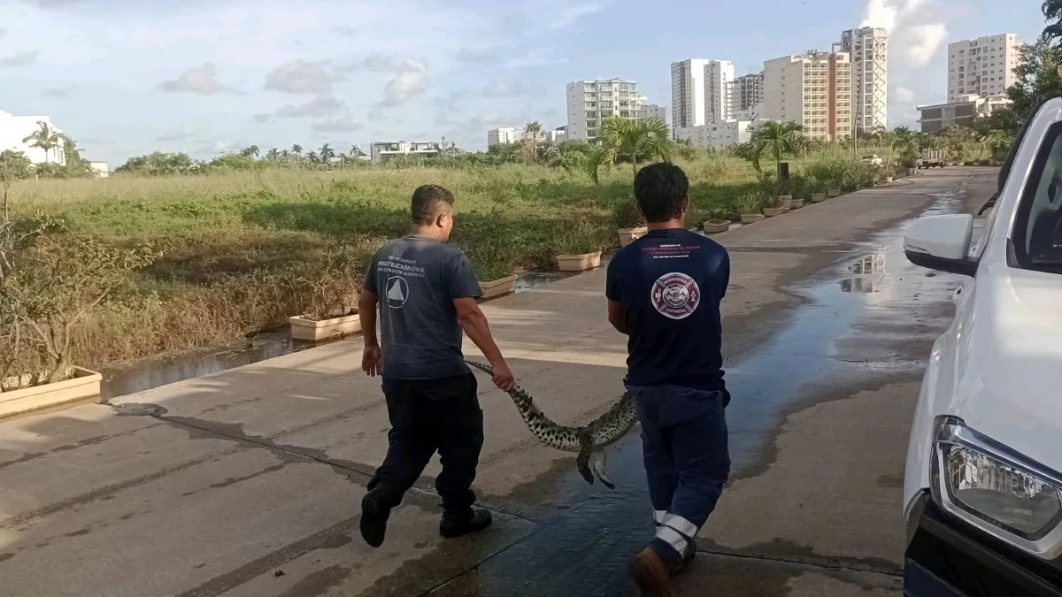 Van 8 cocodrilos reubicados en Acapulco tras paso de John