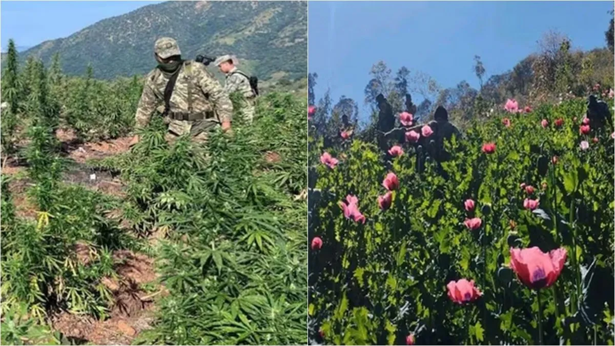 Ejército destruye plantíos de mariguana y amapola en siete municipios de Guerrero