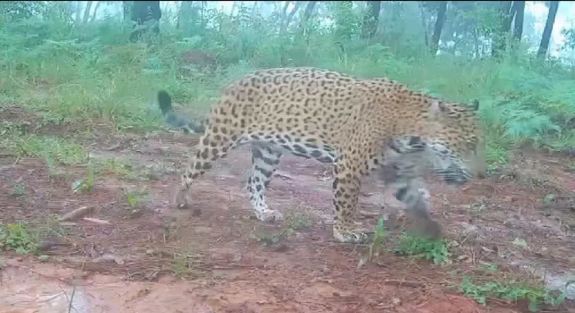 Captan a jaguar en la sierra de Petatlán, Guerrero