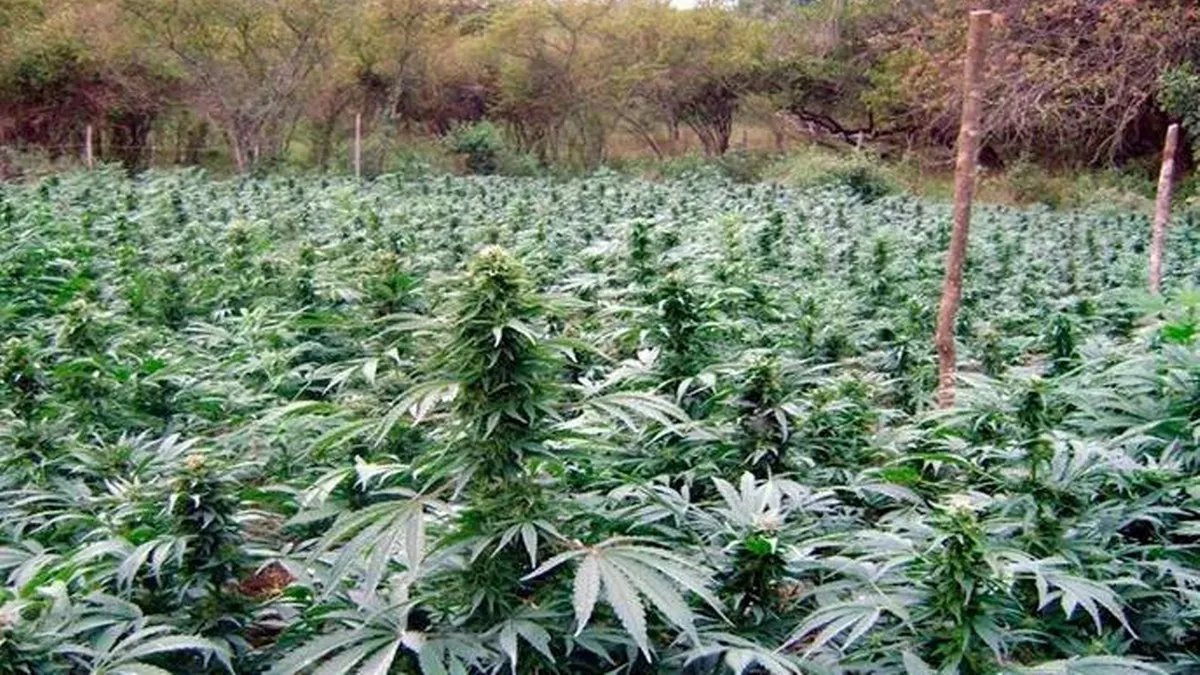 Destruye Ejército mil 614 plantíos de amapola, marihuana y hoja de coca en Guerrero