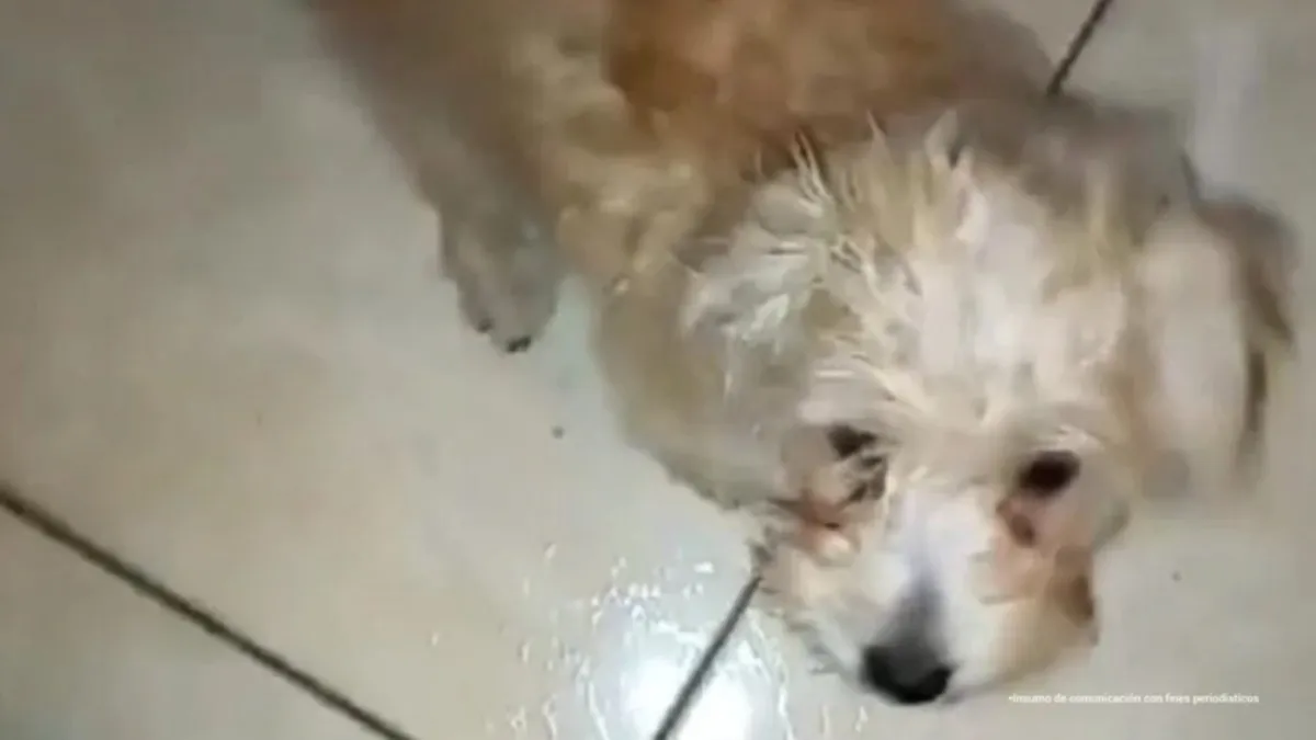 Mujer va a juicio por lanzar al perro de su expareja desde un piso 12 en Colombia