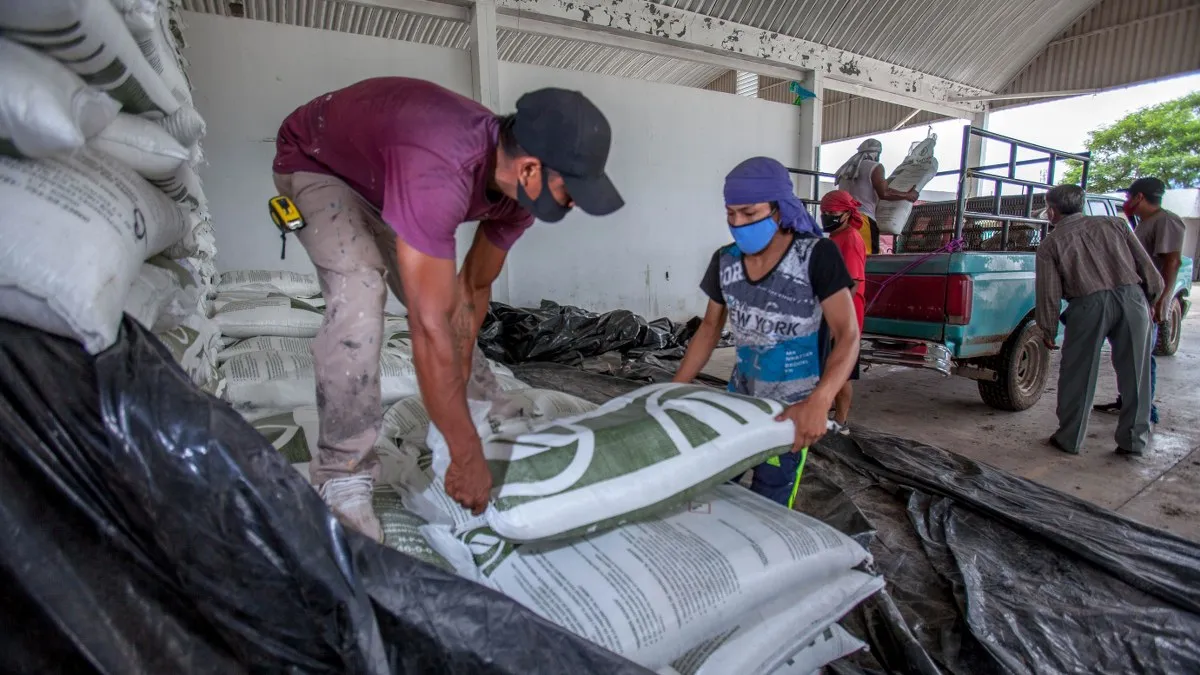 Fertilizantes para el Bienestar: Más de 3.3 millones de hectáreas atendidas en 2024