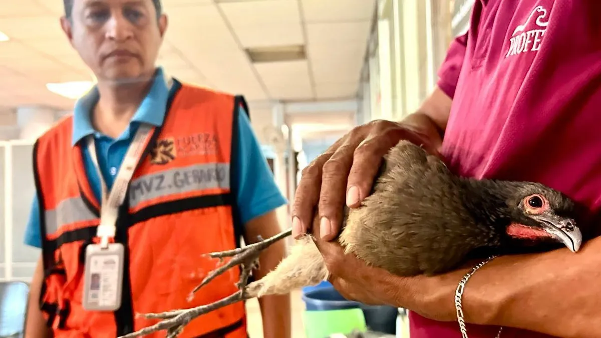 Hallan chachalaca en zona turística de Acapulco