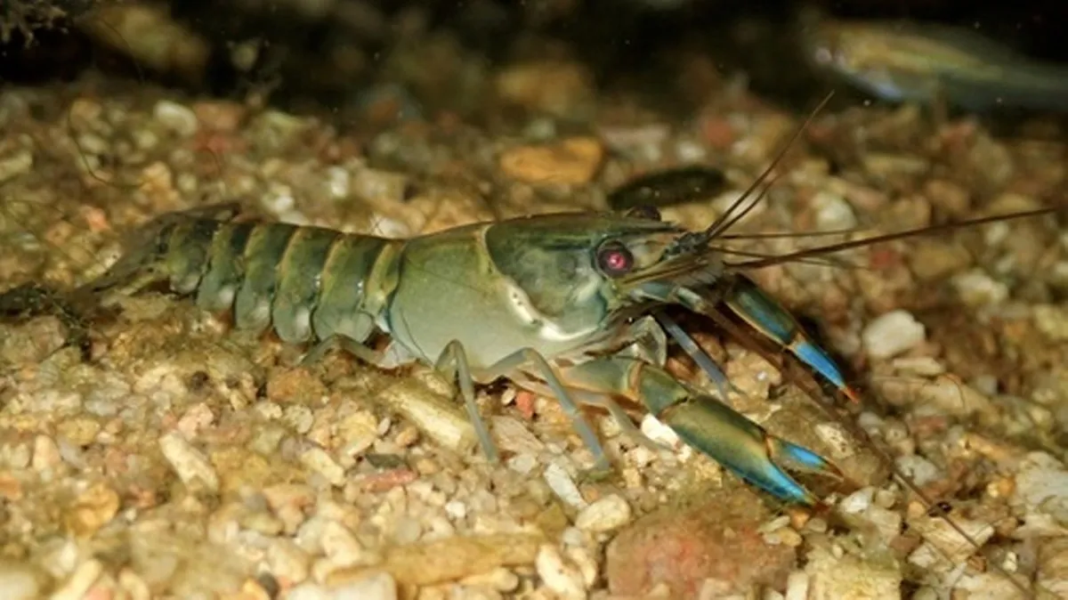 Estudio alerta sobre la extinción de una cuarta parte de las especies de agua dulce