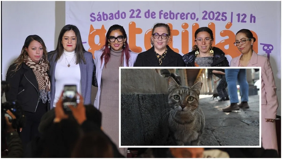 Anuncian "Gatotitlán", un festival para promover el cuidado de las y los gatos del Panteón de San Fernando