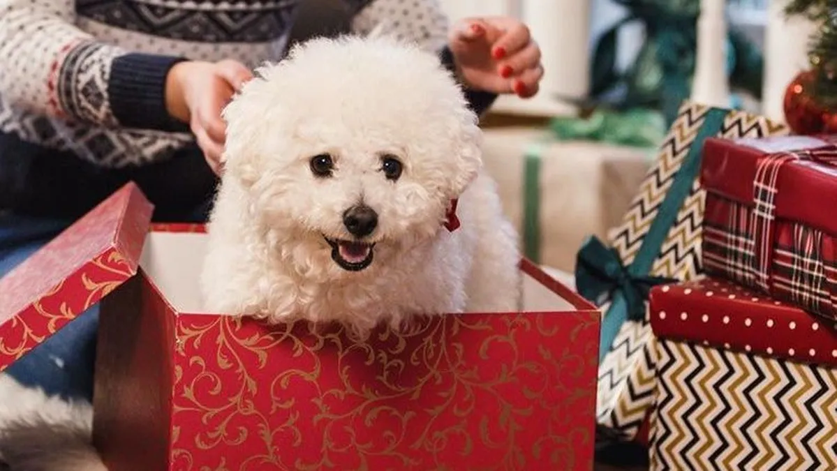 Los animales son seres sintientes, no son juguetes; piden no regalarlos por Día de Reyes