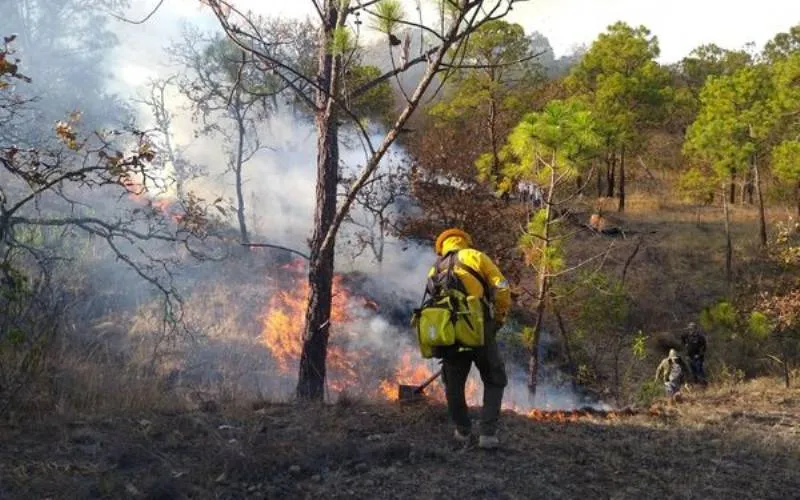 Incendio consume 125 hectáreas de bosque en Buenavista de Cuéllar, Guerrero